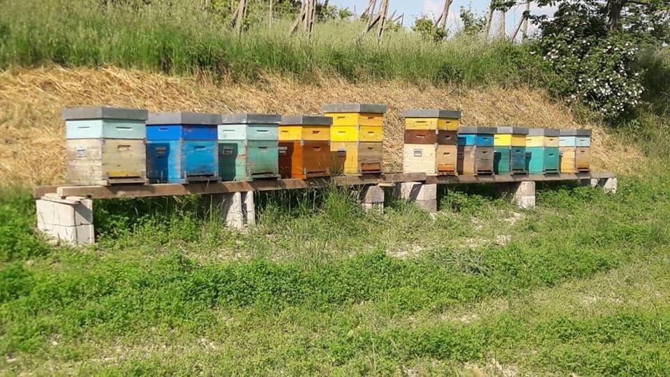 Agriturismo Il Colore Del Grano San Vittore  Exteriér fotografie