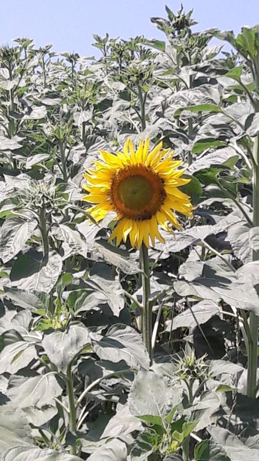 Agriturismo Il Colore Del Grano San Vittore  Exteriér fotografie